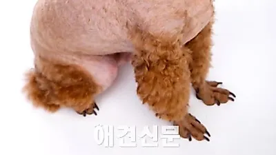 한국인이 가장 키우고 싶은 개는? '푸들'