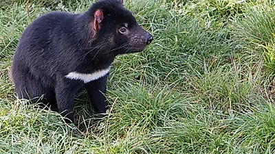 기후 변화로 인해 진화에 성공한 주머니고양이