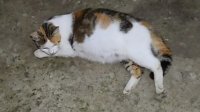 임신 3주부터 알아챌 수 있다! 고양이 임신에 관해 알아야 할 것