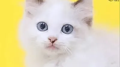 프리미엄 고양이 분양샵 나비캣, 10년이상 신뢰도 높은 운영을 선보여 애묘인들에게 사랑을 받아
