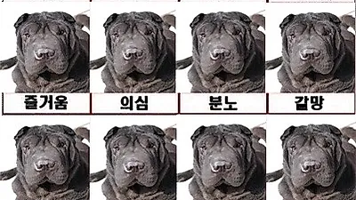 인터넷 화제 사진, 샤페이에 대한 불편한 진실?