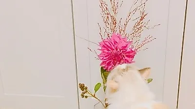 강민혁 반려견, 핑크색 꽃 바라보며 심쿵 뒷태 "꽃이냥~~"
