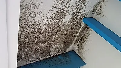 벽지곰팡이제거,베란다곰팡이제거 뿐 아니라 단열공사와 결로방지 베란다탄성코트까지 "곰팡이코리아"