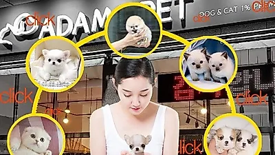 프리미엄 분양샵 아담스펫, 분양 전·후로 만전을 기하는 서비스를 선보여