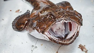 바다에서 나오는 보양식, 아귀수육 만드는 법을 알아보자