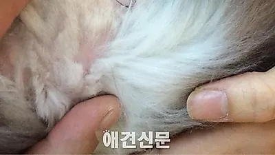 고양이 미용 과실사건에 "바닥에 엎드려 무릎 꿇고 사과해!"