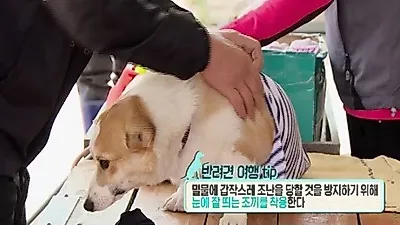 '개 밥 주는 남자' 주병진, 대중소와 떠난 갯벌 여행