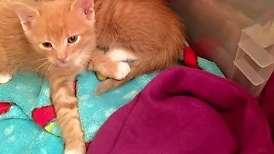 동물 병원 고양이 삼형제