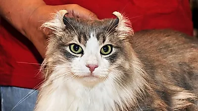 매력적인 고양이, 아메리칸 컬