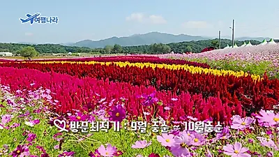 철원 고석정·양주 나리농원·가평 자라섬, 10월 서울 근교 가을꽃축제 3곳