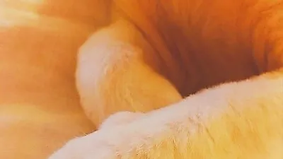 민효린 반려묘 '젤리', 인형 같은 자태