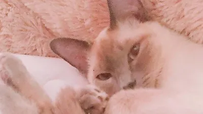 김새론, 반려묘 찰떡이 근황 공개 '심쿵'