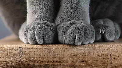 고양이 족피부염의 원인과 치료법