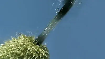 집안에서 절대 키우지 말아야할 식물