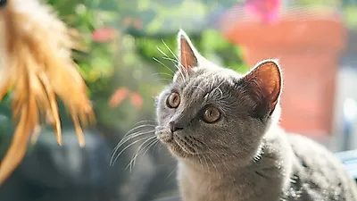 먹이 사냥 놀이, 반려묘의 사냥 본능 일깨워