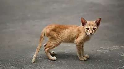 갑작스런 반려묘의 체중 감소, 건강 문제를 의심하라