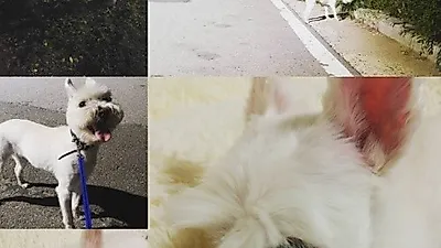 손은서, 반려견과 즐거운 산책 "엄마가 게을러서 미안"