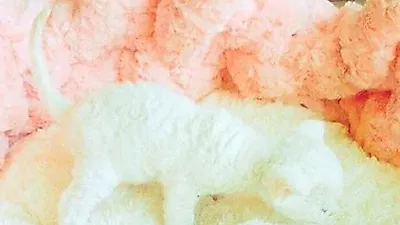 민효린, 아기고양이 매력에 풍덩..."집사 준비 중"