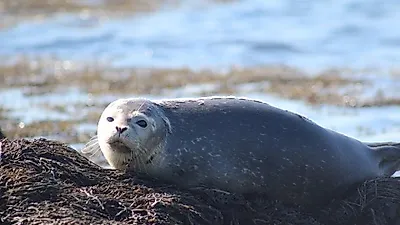 바다로 돌아간 바다표범