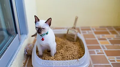 고양이 헤어볼을 줄이려면?