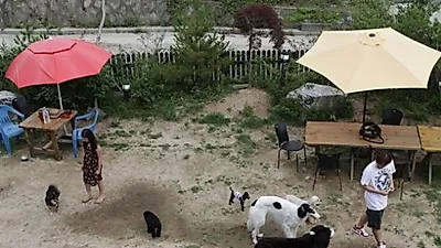 애견카페 호황속에 이름도 개성시대
