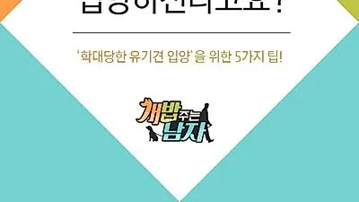 '개밥주는남자', 유기견 입양을 위한 다섯가지 방법