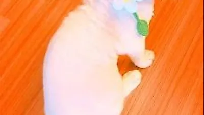 민효린 반려묘, 한땀 한땀 장인정신 꽃 목걸이 '귀여워'