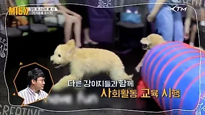 혼자 지내는 반려동물을 위한 특급 서비스 '반려동물 유치원'
