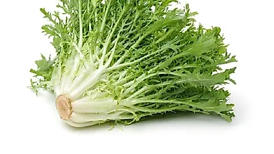 치커리 효능, 여러 가지 요리에도 사용돼