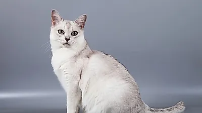 우아하고 차분한 고양이, '버밀라'