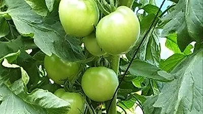 SAM GREEN AGRO HOUSE, 농업활동 활성화 시킬 스마트팜 솔루션 선보여