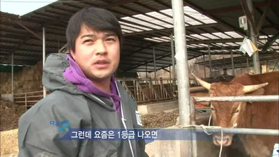 江原道洪川の韓牛農家、高騰する飼料代により雌牛20頭を処分し直面する苦悩