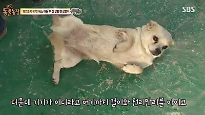 'TV동물농장' 소야도에는 마을버스 타는 개가 산다