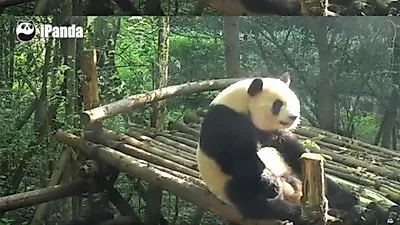 윗몸 일으키기하는 '운동 매니아 ' 판다