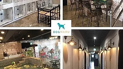 도그마루, 설연휴 맞이에 앞서 고양이무료분양하는곳, 무료입양 지원 등 다양한 이벤트 진행