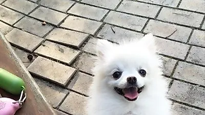 공승연 반려견, 사람처럼 빙그레 미소 "신났어요"