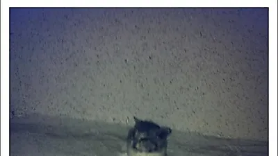 건물 벽 배수구에 죽은 고양이, 얼굴만 내놓고 죽어 있어.