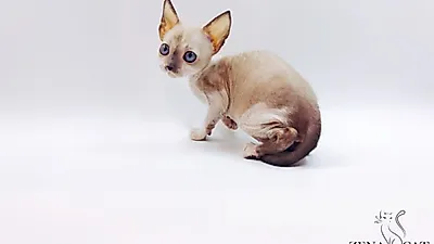 고양이 전문 분양 업체 ‘제나캣’, 체계적인 시스템으로 분양 진행