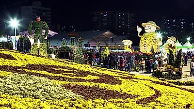 [전국가볼만한곳] 가을꽃구경 못했다면 창원에서, '마산가고파국화축제' 시간·장소·볼거리 총정리!