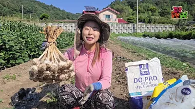 Para aumentar el rendimiento del Ajo de ginseng rojo, se debe plantar entre finales de septiembre y principios de octubre
