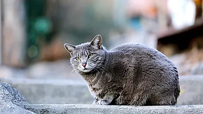 고양이 분양받기 전 꼭 확인해야 할 것