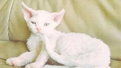 민효린 아기고양이 젤리, 앙증맞은 분홍 발바닥