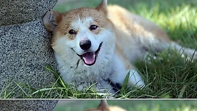 '삼시세끼' 마스코트 겨울이, "감독판 남았어요"