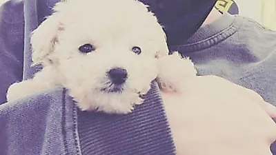 바로, 닮은 꼴 흰둥이 '똘망똘망 눈동자'