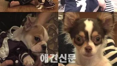 양요섭 반려견 '양갱이' 애견스쿨 졸업, '아이 부끄러워'등 재롱 교육도 받아