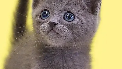 프리미엄 고양이 분양샵 나비캣, 다양한 품종의 고양이들을 합리적인 분양가로 만날 수 있어