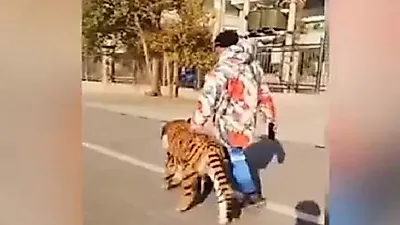 中서 산책 나온 호랑이?…알고보니 반려견 염색시켜