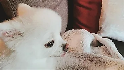 한채아, 반려견과 평화로운 일상 '미모의 옆태'