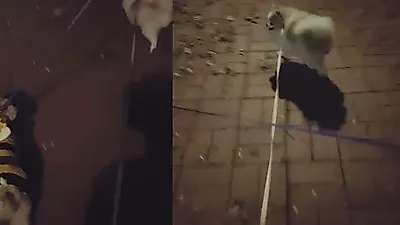 한승연 반려견들과 즐거운 밤 산책