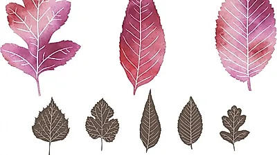 유근피 효능, 비염에 특효...섭취방법, 부작용 알아보기